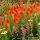 Kniphofia ´Papaya Popsicle´
