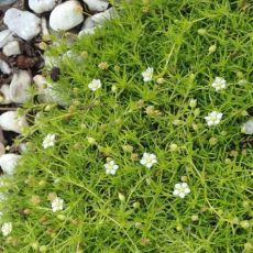 Sagina subulata