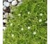 Sagina subulata 9x9 / 0,5L