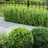 Ilex crenata ´Caroline Upright´