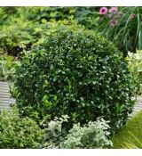 Ilex crenata ´Caroline Upright´