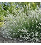 Levanduľa úzkolistá 'Edelweiss´