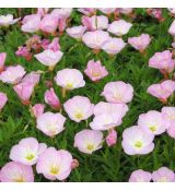 Oenothera speciosa ´Siskiyou´