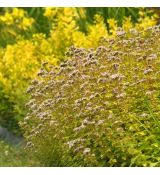 Pamajorán obyčajný ´Aureum´ (Oregano)