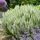 Salvia nemorosa ´Schneehügel´