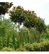 Magnolia grandiflora na kmienku