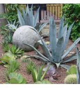 Agave americana