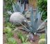 Agave americana 3L / výška 30-40 cm