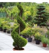 Cupressocyparis leylandii Špirála