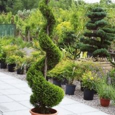 Cupressocyparis leylandii Špirála
