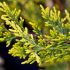 Cupressocyparis leylandii ´CWG´ na kmienku