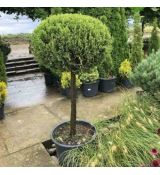 Cupressocyparis leylandii ´CWG´ na kmienku