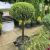 Cupressocyparis leylandii ´CWG´ na kmienku