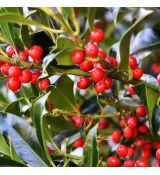 Ilex mutchagara ´Nellie R. Stevens´