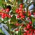 Ilex mutchagara ´Nellie R. Stevens´