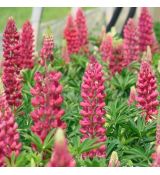 Lupinus polyphyllus ´Lupini Red Shades´