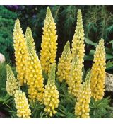Lupinus polyphyllus ´Lupini Yellow Shades´