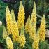 Lupinus polyphyllus ´Lupini Yellow Shades´