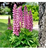 Lupinus polyphyllus ´Lupini Pink Shades´