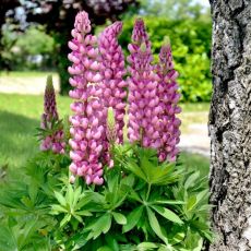 Lupinus polyphyllus ´Lupini Pink Shades´