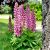 Lupinus polyphyllus ´Lupini Pink Shades´