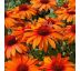 Echinacea purp.´Orange Skipper´Ⓡ 9x9 / 0,5L