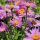 Aster alpinus ´Happy End´