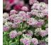 Astrantia major ´Buckland´ Ø13 / 1L