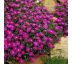 Delosperma cooperi 9x9 / 0,5L