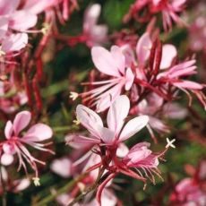 Gaura lindheimeri ´Graceful Light Pink´