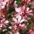 Gaura lindheimeri ´Graceful Light Pink´