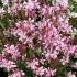 Gaura lindheimeri ´Graceful Light Pink´