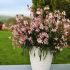 Gaura lindheimeri ´Graceful Light Pink´