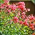 Phlox paniculata ´Orange Perfection´