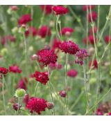 Knautia macedonica ´Mars Midget´