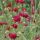 Knautia macedonica ´Mars Midget´