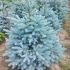 Picea pungens ´Kaibab´