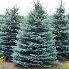 Picea pungens ´Kaibab´