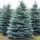 Picea pungens ´Kaibab´