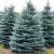 Picea pungens ´Kaibab´
