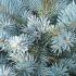 Picea pungens ´Kaibab´