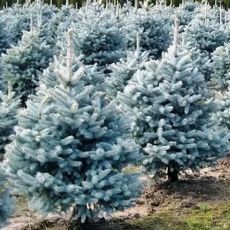 Picea pungens ´Majestic Blue´