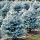 Picea pungens ´Majestic Blue´