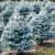 Picea pungens ´Majestic Blue´