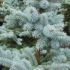 Picea pungens ´Majestic Blue´