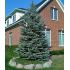 Picea pungens ´Majestic Blue´
