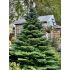 Abies koreana