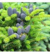 Abies koreana