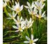 Zephyranthes candida Ø13 / 1L