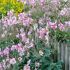 Anemone hupehensis